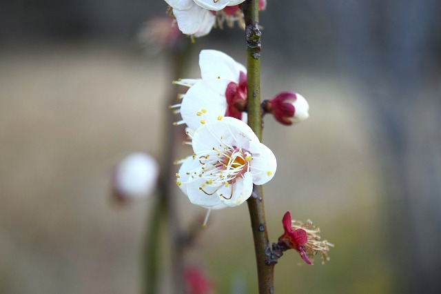横須賀くりはま花の国・2/13～開花情報